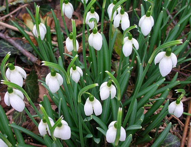 Galanthus nivalis / Bucaneve